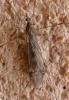 Tipula rufina
